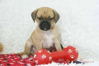 Copper Shipping Included, a male Puggle for sale in Pottersville, MO – Photo 4 of 5