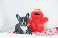 Lizzy Shipping Included, a female Frenchton for sale in Pottersville, MO – 5 of 6