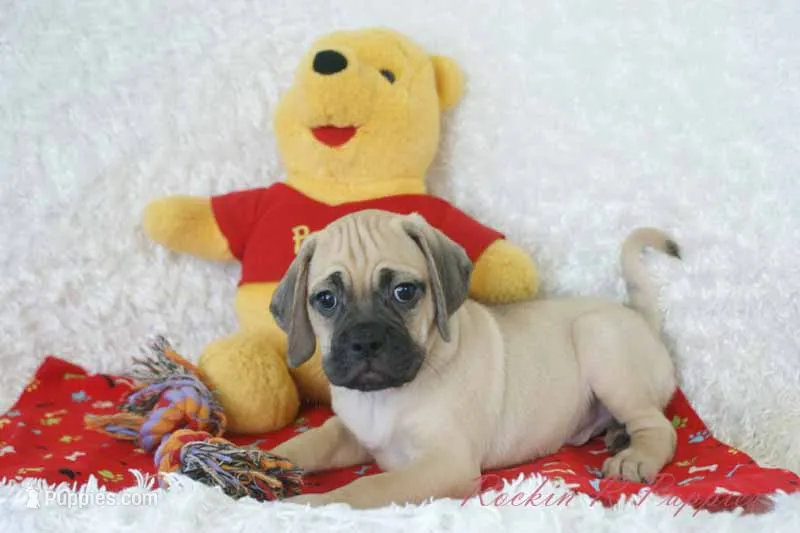 Duke Shipping Included – Puggle puppy for sale in Pottersville, MO