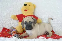 Duke Shipping Included, a male Puggle for sale in Pottersville, MO – 1 of 6