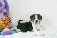 Nitro Shipping Included, a male Puggle for sale in Pottersville, MO – Photo 2 of 7