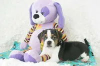 Nitro Shipping Included, a male Puggle for sale in Pottersville, MO – Photo 4 of 7