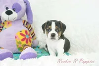 Nitro Shipping Included, a male Puggle for sale in Pottersville, MO – Photo 7 of 7