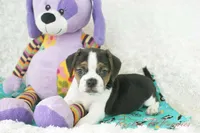 Nitro Shipping Included, a male Puggle for sale in Pottersville, MO – Photo 1 of 7