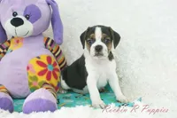 Nitro Shipping Included, a male Puggle for sale in Pottersville, MO – Photo 5 of 7