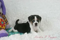 Nitro Shipping Included, a male Puggle for sale in Pottersville, MO – Photo 6 of 7