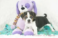 Nitro Shipping Included, a male Puggle for sale in Pottersville, MO – Photo 3 of 7