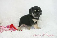 Berry Shipping Included, a female Puggle for sale in Pottersville, MO – 4 of 8