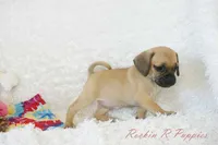 Sadie Shipping Included, a female Puggle for sale in Pottersville, MO – 4 of 6