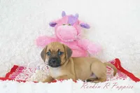 Dandy Shipping Included, a female Puggle for sale in Pottersville, MO – 5 of 6
