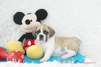 Tracker Shipping Included, a male Puggle for sale in Pottersville, MO – Photo 3 of 9