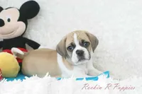 Tracker Shipping Included, a male Puggle for sale in Pottersville, MO – Photo 9 of 9