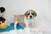 Tracker Shipping Included, a male Puggle for sale in Pottersville, MO – Photo 5 of 9