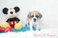 Tracker Shipping Included, a male Puggle for sale in Pottersville, MO – Photo 4 of 9