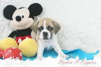 Tracker Shipping Included, a male Puggle for sale in Pottersville, MO – Photo 7 of 9