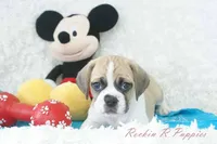 Tracker Shipping Included, a male Puggle for sale in Pottersville, MO – Photo 8 of 9