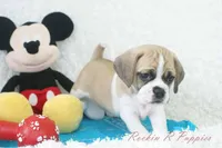 Tracker Shipping Included, a male Puggle for sale in Pottersville, MO – Photo 6 of 9