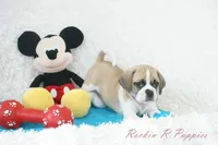 Tracker Shipping Included, a male Puggle for sale in Pottersville, MO – Photo 2 of 9