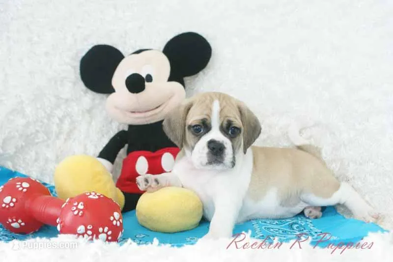 Tracker Shipping Included – Puggle puppy for sale in Pottersville, MO