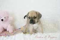 Roxy Shipping Included, a female Puggle for sale in Pottersville, MO – 5 of 7