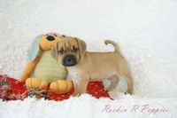 Ritz Shipping Included, a male Puggle for sale in Pottersville, MO – 2 of 6