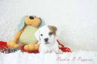 Samson Shipping Included, a male English Bulldog and Puggle for sale in Pottersville, MO – 2 of 8
