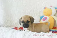 Sadie Shipping Included, a female Puggle for sale in Pottersville, MO – 3 of 6