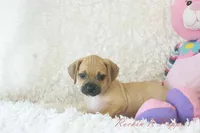 Annie Shipping Included, a female Puggle for sale in Pottersville, MO – 3 of 6