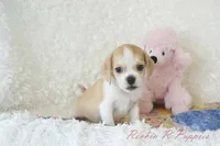 Ellie Shipping Included, a female Puggle for sale in Pottersville, MO – 6 of 6