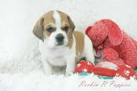 Ottie Shipping Included, a male Puggle for sale in Pottersville, MO – 8 of 10