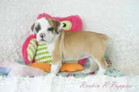 Fancy Shipping Included, a female English Bulldog and Puggle for sale in Pottersville, MO – 4 of 9