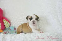 Fancy Shipping Included, a female English Bulldog and Puggle for sale in Pottersville, MO – 2 of 9