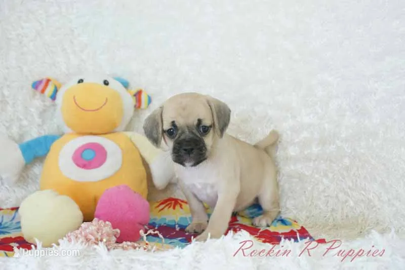 Polly Shipping Included – Puggle puppy for sale in Pottersville, MO