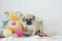 Polly Shipping Included, a female Puggle for sale in Pottersville, MO – 1 of 8