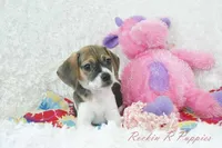 Dali Shipping Included, a female Puggle for sale in Pottersville, MO – Photo 6 of 6