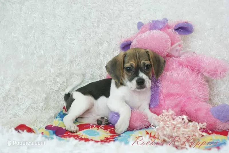 Dali Shipping Included – Puggle puppy for sale in Pottersville, MO