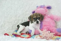 Dali Shipping Included, a female Puggle for sale in Pottersville, MO – Photo 1 of 6