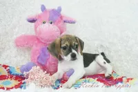 Dali Shipping Included, a female Puggle for sale in Pottersville, MO – Photo 2 of 6