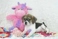 Dali Shipping Included, a female Puggle for sale in Pottersville, MO – Photo 4 of 6