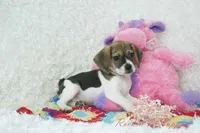 Dali Shipping Included, a female Puggle for sale in Pottersville, MO – Photo 3 of 6