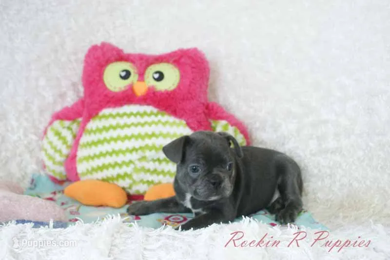 Betty Shipping Included – Frenchton puppy for sale in Pottersville, MO