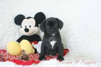 Jiffy Shipping Included, a male Puggle for sale in Pottersville, MO – 2 of 7