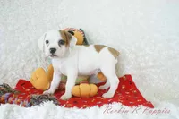 Samson Shipping Included, a male English Bulldog and Puggle for sale in Pottersville, MO – 3 of 8