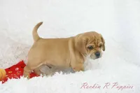 Ham Shipping Included, a male Puggle for sale in Pottersville, MO – 5 of 5