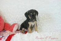 Angel Shipping Included, a female Puggle for sale in Pottersville, MO – 5 of 7