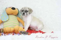 Nacho Shipping Included, a male Puggle for sale in Pottersville, MO – Photo 5 of 5