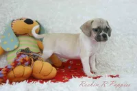 Nacho Shipping Included, a male Puggle for sale in Pottersville, MO – Photo 3 of 5
