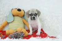 Nacho Shipping Included, a male Puggle for sale in Pottersville, MO – Photo 2 of 5