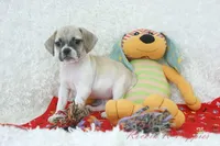 Nacho Shipping Included, a male Puggle for sale in Pottersville, MO – Photo 1 of 5