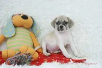 Nacho Shipping Included, a male Puggle for sale in Pottersville, MO – Photo 4 of 5